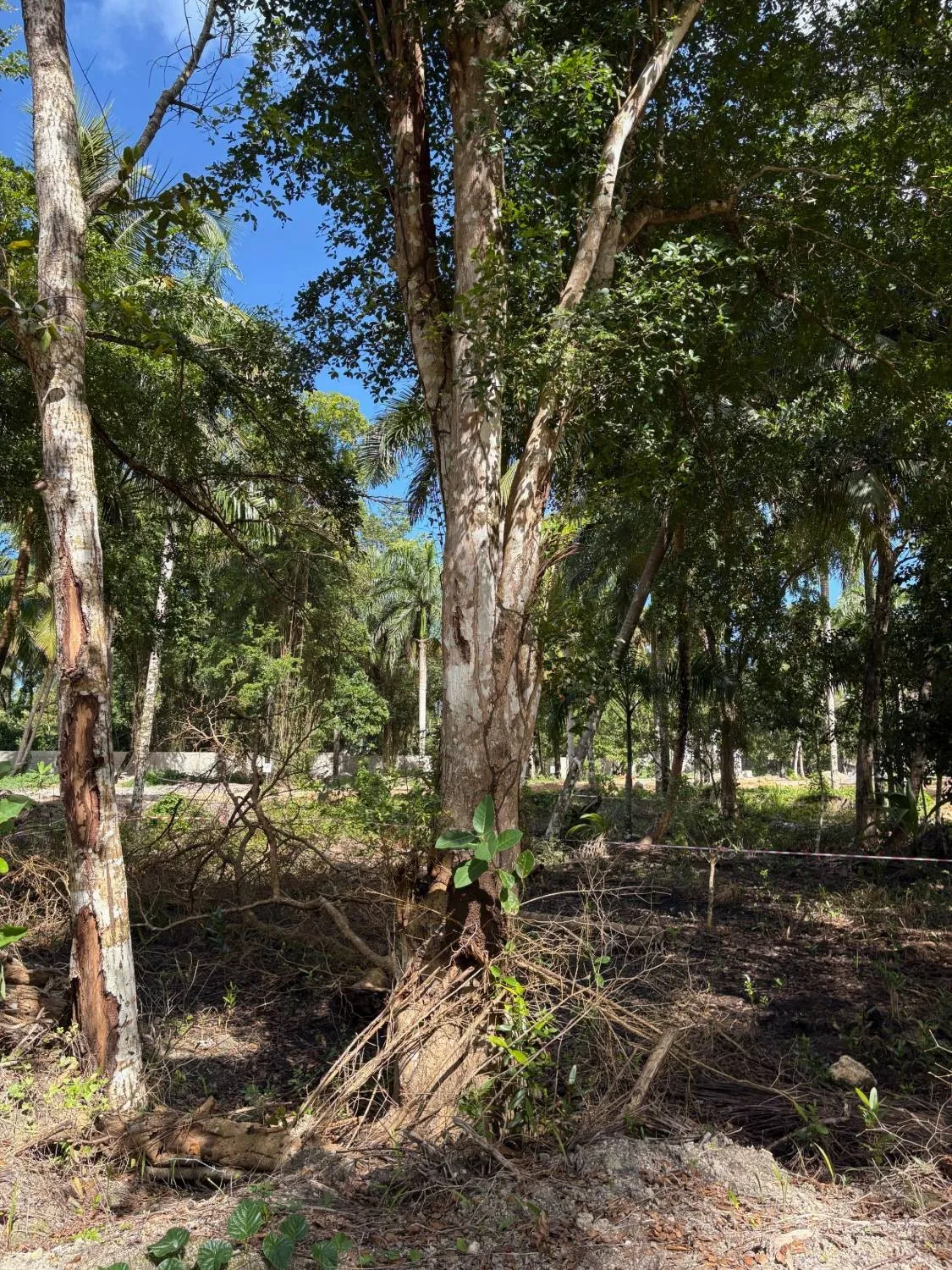 Large tree on the plot