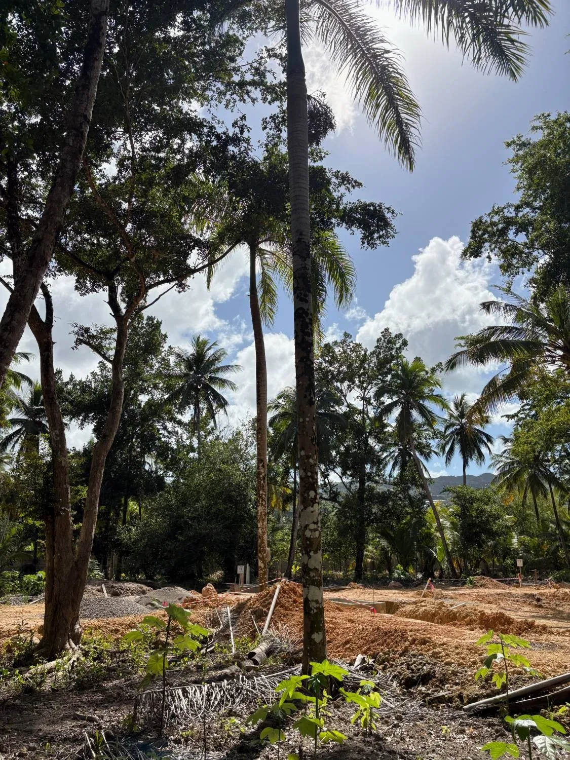 Palms and trees on the plot