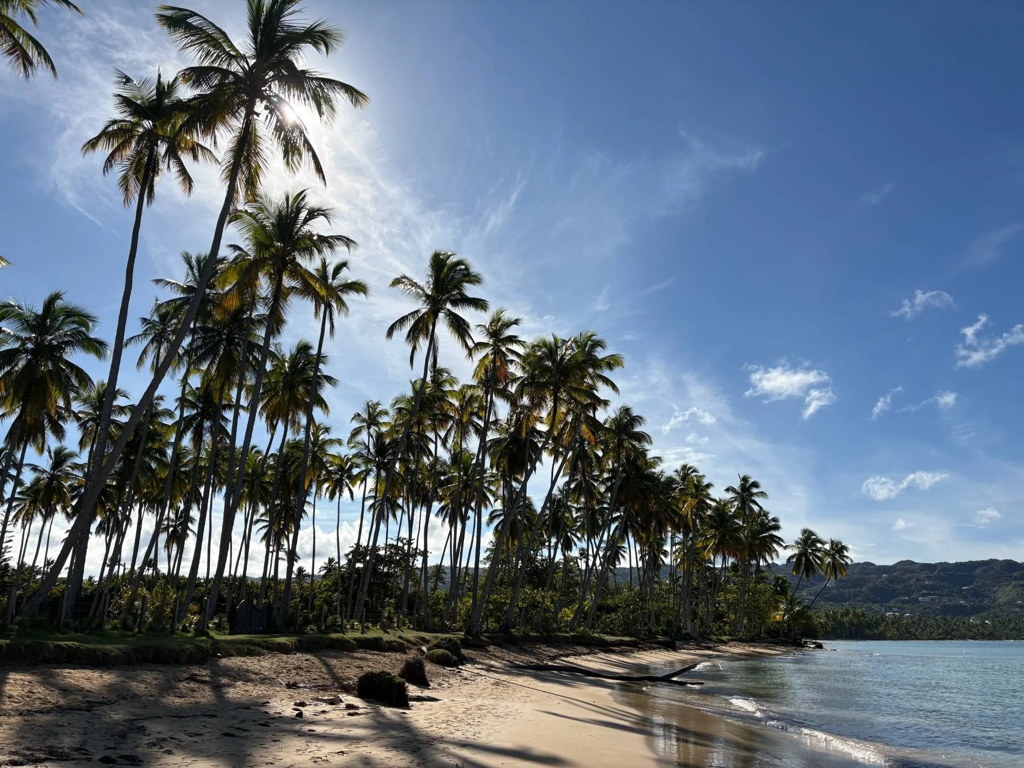 Palm grove on Playa Cosón