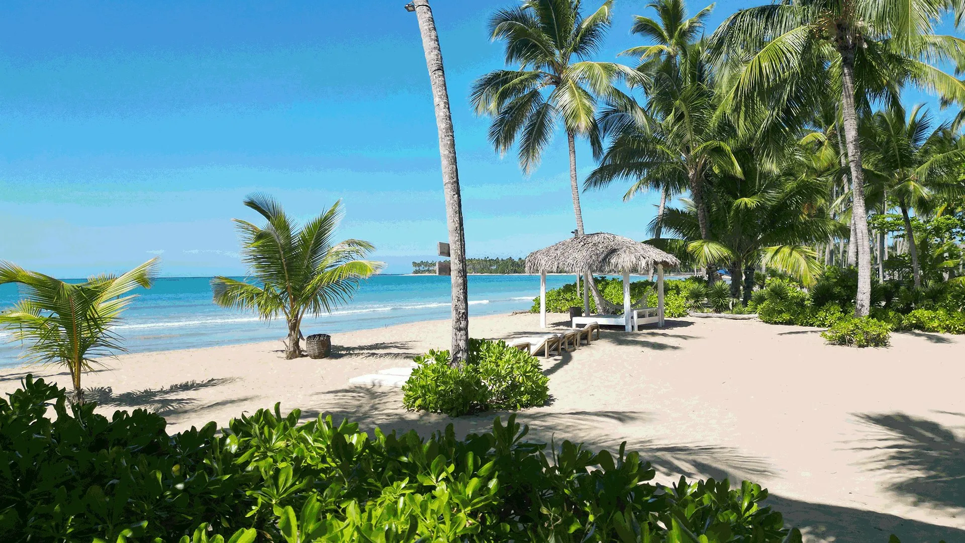 Palm trees, sun loungers and a beach hut on Playa Cosón