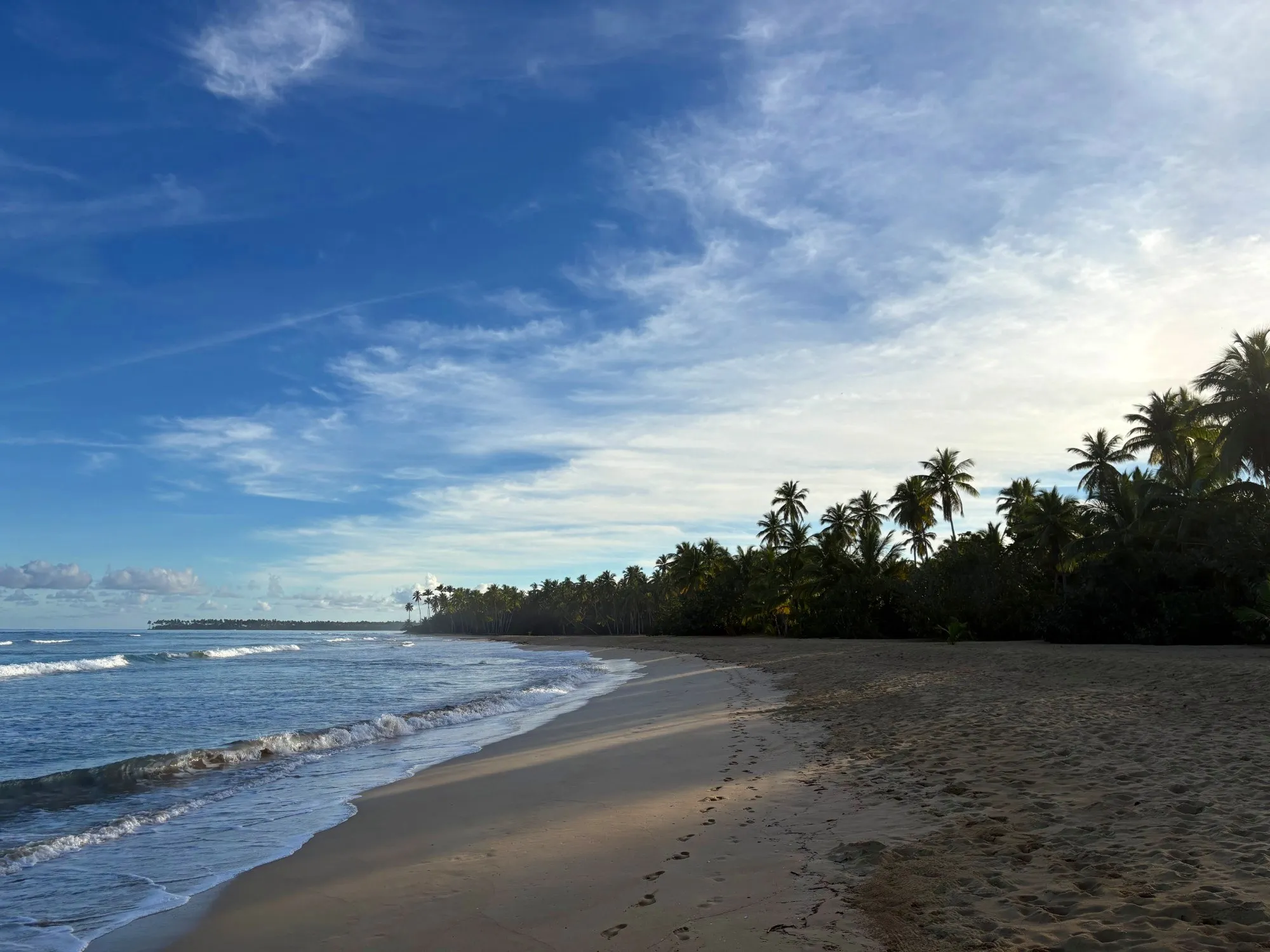 Morning on the beach: footprints and palms
