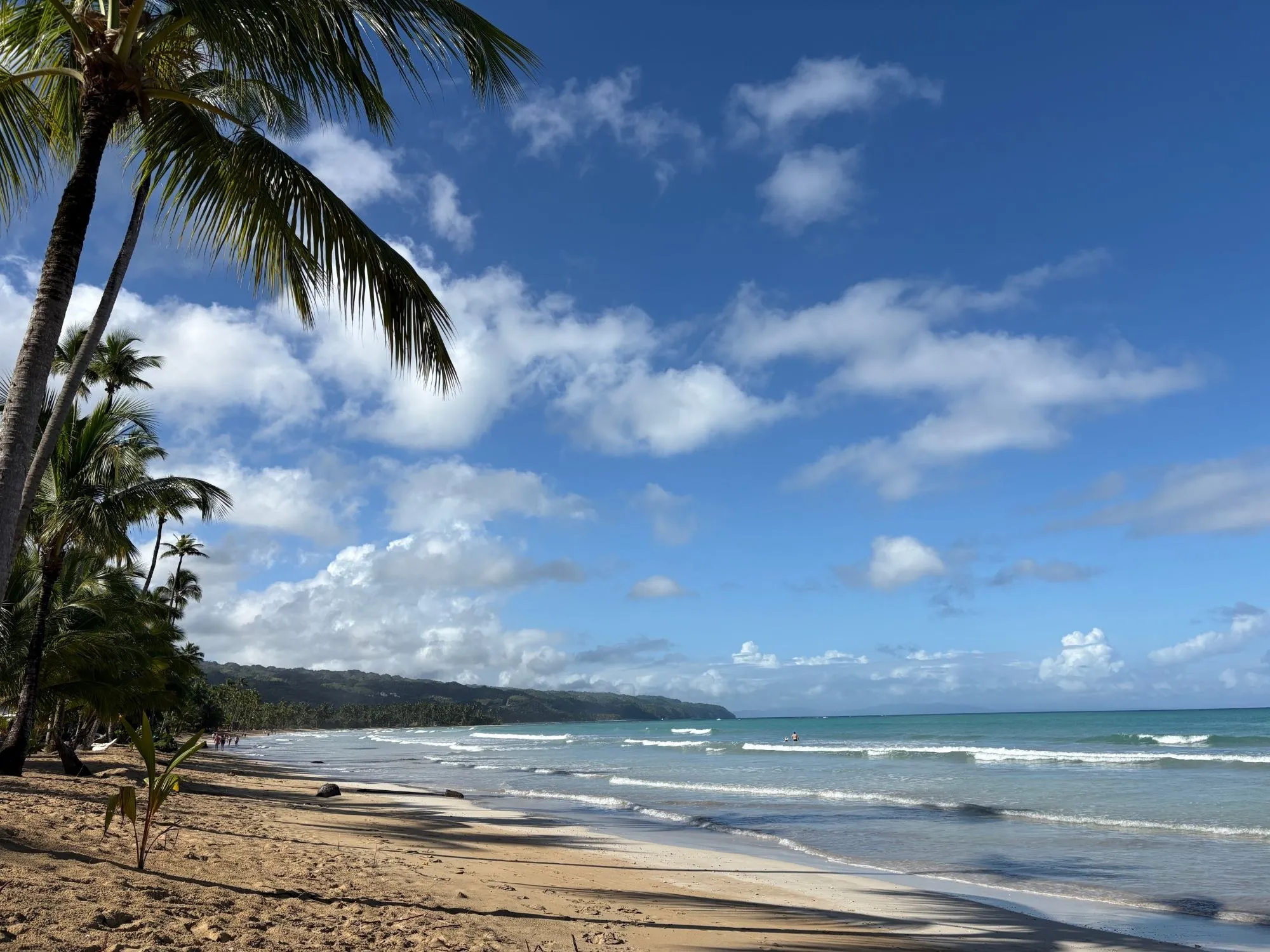 Palmera sobre Playa Cosón con vista a la bahía y las montañas